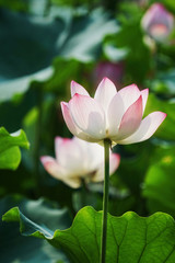 Obraz premium white lotus flower