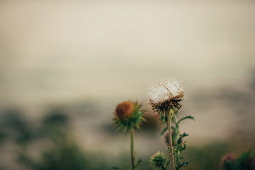 beautiful flowers in the mountains near the sea