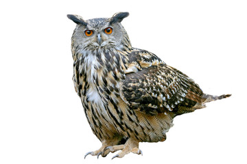 Obraz premium European eagle owl (Bubo bubo), isolated on white background