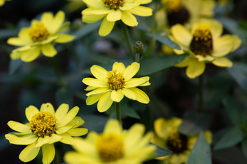 黄色いジニアの花のアップ