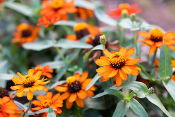 オレンジ色のジニアの花のアップ