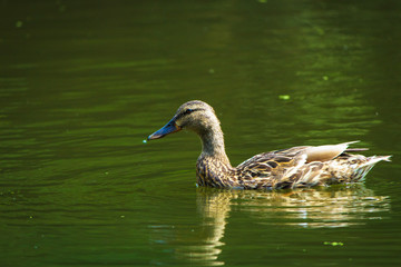 the duck swims along the water.