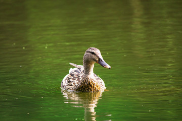 the duck swims along the water.