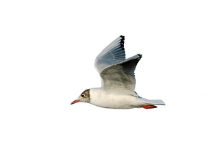 Black-headed gull (Chroicocephalus ridibundus) on flight, isolated on white background, cut out