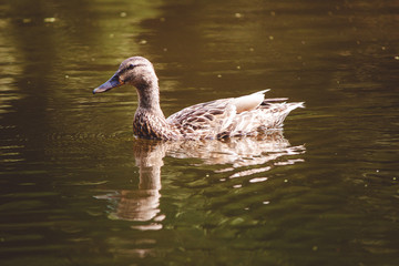 the duck swims along the water.