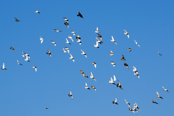 A flock of tamed pigeons flying against the cloudless blue sky