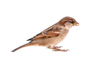 Italian Sparrow (Passer italiae), isolated, with white background