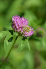 Red clover