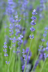 English lavender