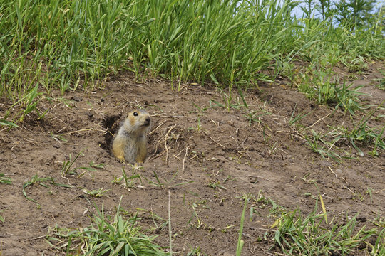 The gopher on Guard, animals in the wild nature. The gophers climbed out of the hole on the lawn , the furry cute gophers sitting on a green meadow in sunny day.