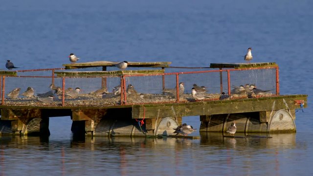 Common tern (Sterna hirundo)