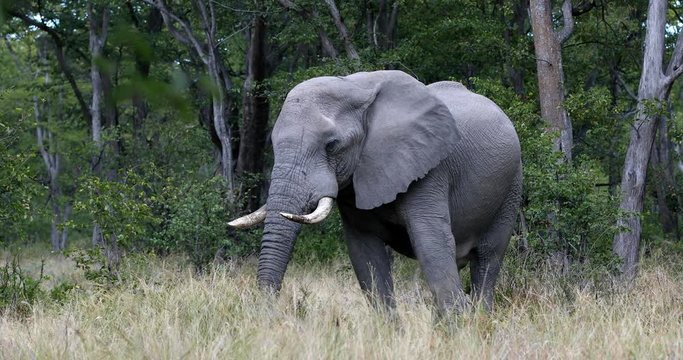 Wild African Elephant in Botswana