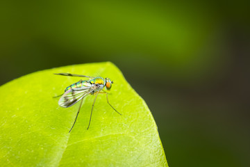 Colorful long-legged fly resting on a green leaf