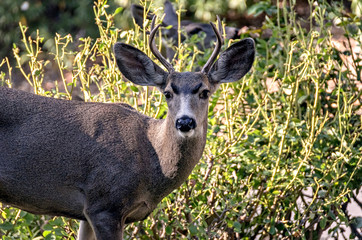 Portrait of young male deer in garden, looking at camera.