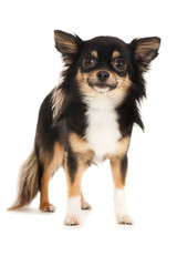 Stehender Chihuahua auf weißem Grund