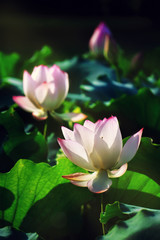 white lotus flower