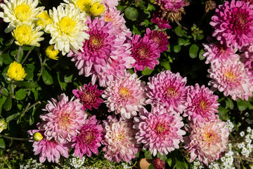 Obraz premium Beautiful chrysanthemums on flowerbed in the garden