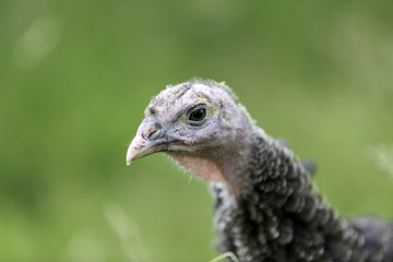 Junge Bronzepute im grünen Gras in Freilandhaltung