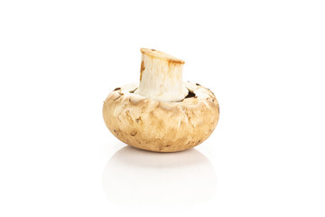 One raw fresh brown champignon isolated on white background.
