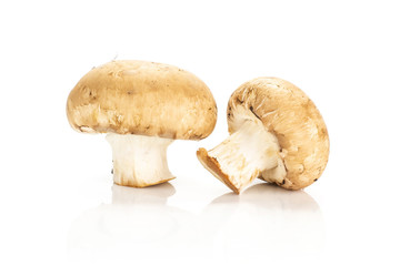 Two fresh raw brown champignons isolated on white background.