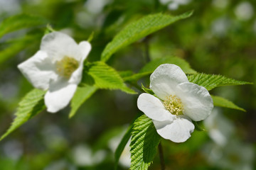 Black jet-bead flower