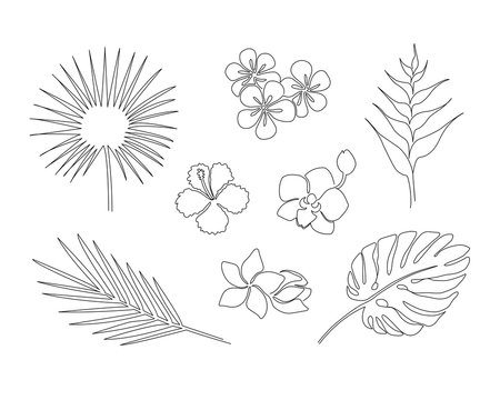 Set of hand drawn tropical plants isolated on white background. Monstera, copernicia, orchid, palm, plumeria, heliconia, hibiscus. One line drawing vector sketch.