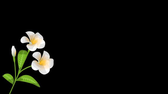 Alpha channel file - Blooming Frangipani flower