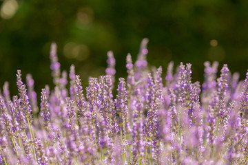 Blühender Lavendel mit Textfreiraum