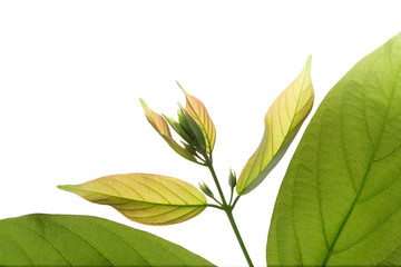green leaves isolated on white background