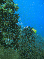 Fototapeta na wymiar Small tropical fish shoal on coral reefs underwater world