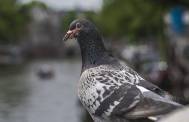 Amsterdam Pigeon