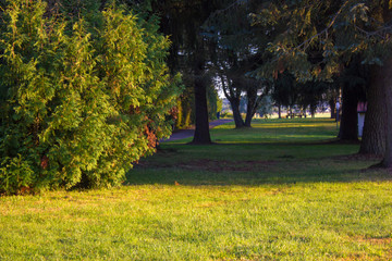 Kiefern in einem Park in Frankreich