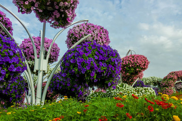 Obraz premium Flowers