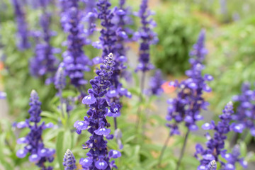 ブルーサルビア