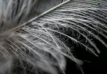 plume en contre jour en plan très rapproché en noir et blanc