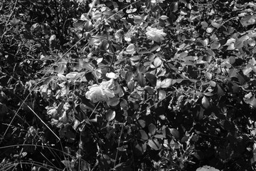 Roses Blossoms Summer Season Garden