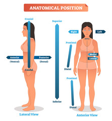 Anatomical positions vector illustration. Scheme of superior, inferior and proximal, distal locations, as well as medial, lateral and anterior, posterior sides - obrazy, fototapety, plakaty