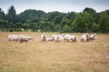 Naklejka na ściany i meble Grazing flock of sheep on meadow