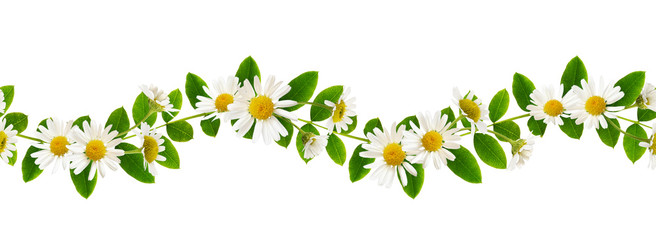 Fresh green leaves of Siberian peashrub and daisy flowers in seamless waved pattern