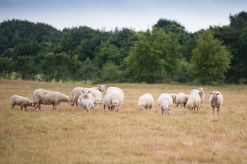 Naklejka na ściany i meble Grazing flock of sheep on meadow