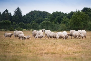 Obraz na płótnie Canvas Grazing flock of sheep on meadow