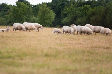 Grazing flock of sheep on meadow