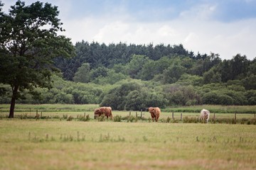 Scottish Highland Cattle cows grazing