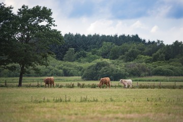 Fototapeta na wymiar Scottish Highland Cattle cows grazing