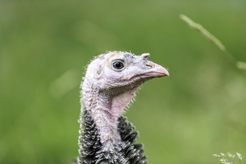 Junge Bronzepute im gr&uuml;nen Gras in Freilandhaltung
