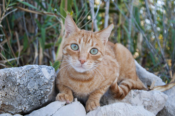 Croatian Cat