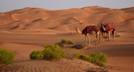 Camels in the desert