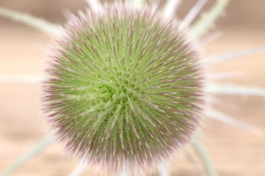 Detailaufnahme der Heilpflanze wilde Karde - Borreliose-Mittel Nr. 1 