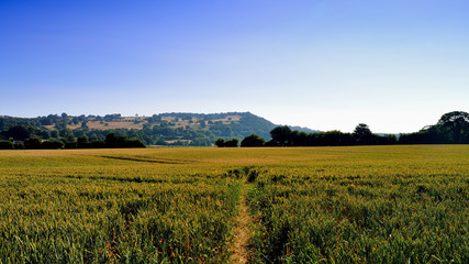 Wheat enjoying the sun
