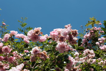 Pink Rosa Rosen und blauer Himmel